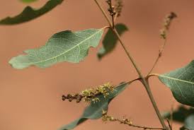 Image result for Combretum imberbe