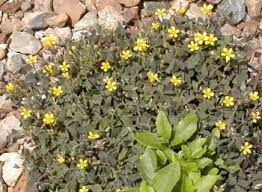 Image result for Oxalis corniculata