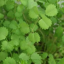 Image result for Pimpinella