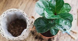 All the different fig trees are classified as ficus carica regardless of where they may be cultivated around the world. The Best Soil For Fiddle Leaf Fig Plants Plant Care Today