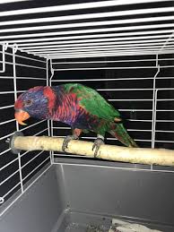 One of the smaller lories available in the us. Lorikeet Birds For Sale Millstone Nj 285045 Petzlover