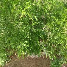 Image result for Sophora