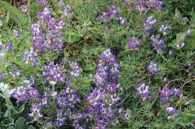 Image result for Lupinus mexicanus