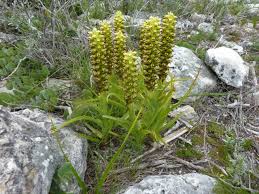 Image result for Corycium dracomontanum