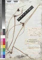 Image result for Pycreus elegantulus