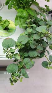 Get to the root of the problem and get back to green healthy leaves! Oregano Leaves Turning Brown At The Tips Any Ideas Why Herbhomies