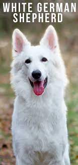 German shepherd puppies (fmy > fort myers) hide this posting restore restore this posting. White German Shepherd Dog A Complete Guide To A Snowy White Pup