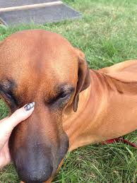 Dog Bee Sting Allergy: Learn From Echo'S Story - Pd Insurance