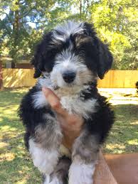 So, do goldendoodles change colors? Frequently Asked Goldendoodle Bernedoodle Questions For Breeders