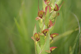 Image result for Disa brevicornis