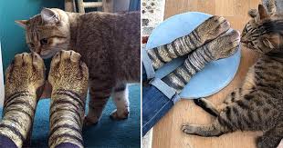 Fashion women girls stripe dot cotton ankle socks cartoon paw short socks winter. Confuse Your Cat With These Realistic Paw Socks