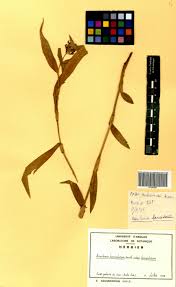 Image result for Aneilema lanceolatum