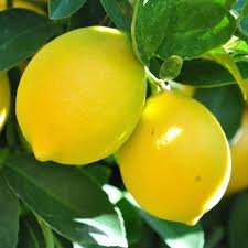 Image result for Citrus × limon
