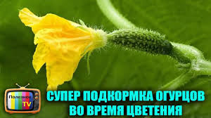 уход за огурцами в открытом грунте от посадки до урожая Super Podkormka Ogurcov Vo Vremya Cveteniya Dlya Uvelicheniya Urozhaya Sadovodstvo Na Balkone Posadka Ovoshej Ogorod