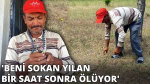 Evine Yilan Giren Ilk Onu Ariyor Beni Sokan Yilan Bir Saat Sonra Oluyor Youtube