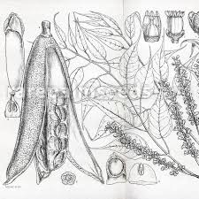 Image result for Entandrophragma caudatum