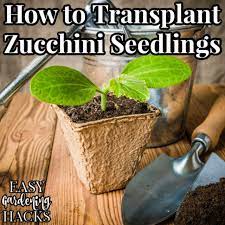 Seeds have almost everything they need inside them to germinate and thrive. How To Transplant Zucchini Seedlings Easy Gardening Hacks