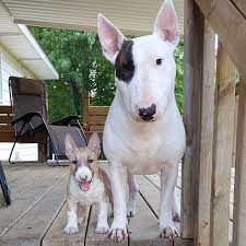 Pin By Josiane Depret On Chien Bulles Terrier Miniature Bull Terrier Mini Bull Terriers Bull Terrier