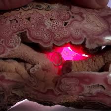 Image result for Rhodopentas