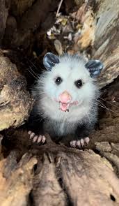 Tree-dwelling nighttime dog