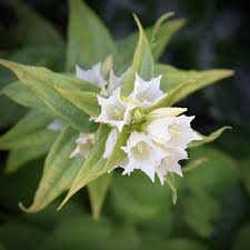 Image result for Gentiana asclepiadea alba