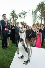 Penguins At Your Wedding Santa Barbara Zoo Events By Rinconsanta Barbara Weddings Eventsbyrincon Santa Barbara Zoo Wedding Event