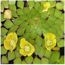 One of the easiest flowering aquatic plants to grow is this hearty african native known as anubias (anubias barteri) or dwarf anubias. Mosaic Or Ludwigia Sedioides Floating Plant Arizona Aquatic Gardens
