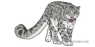 The snow leopard or ounce (panthera uncia) is a large cat native to the mountain ranges of central and south asia. Snow Leopard 1 Illustration Twinkl