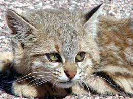 Showing anime within this page with titles or studios containing . Pin En Felidae And Other Members Of The Suborder Feliformia