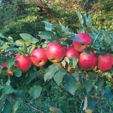 Check spelling or type a new query. Stark Scarlet Crush Apple Apple Trees Stark Bro S