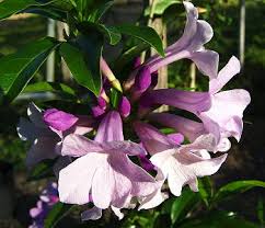 Image result for Hymenaea