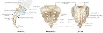 Sacrum (the large triangular bone at the base of the spine) coccyx (tailbone) hip bones; Pelvis And Hip Joint Knowledge Amboss