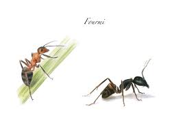 Définition de fourmi / fourmilière : Fourmis Comment Les Chasser De La Maison