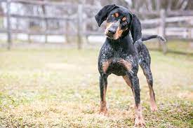 Some other key words for people interested in this breed are: Bluetick Coonhound Dog Breed Information