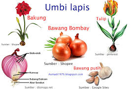 Sebab, beberapa perubahan tubuh dan psikologi kadang membuat. Reproduksi Vegetative Tumbuhan Angiospermae Pojok Ipa
