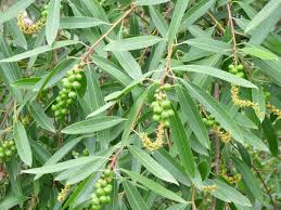 Image result for Sapium