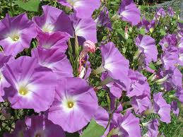 Fiori gialli tecoma stans campanula gialla africa ornamentale su fondo di tessuto bianco. Ipomoea Campanelle Rampicanti Consigli Coltivazione E Cura