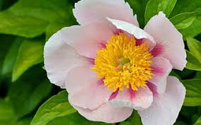 The sturdy stems hold beautiful. Hd White And Yellow Peony Flowers Wallpapers Peakpx