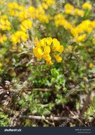 Image result for Vigna comosa