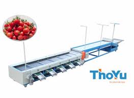 Cherry Tomato Grading Machine Thoyu