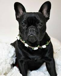 Brindle Black And Brown French Bulldog Brindle French Bulldog Female Brindle French Bulldog French Bulldog Cute Puppies
