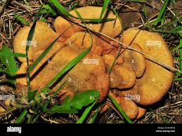 Image result for Paxillus panuoides