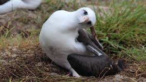 Australian Birds That Lay Eggs On The Ground World S Oldest Wild Bird Just Laid Another Dang Egg Wild Birds Bird Pet Birds