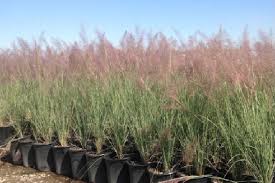 Dry rocky or gravelly soils Ornamental Grasses Lots Of Beauty With Less Effort Backbone Valley Nursery
