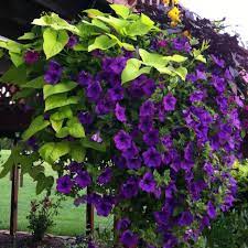 Pin By Beverly Grigal On Garden Stuff Container Flowers Climbing Flowers Flower Planters