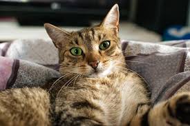 9 Reasons Why Does My Cat Stare At Me Cat Behavior Tabby Cat Cats