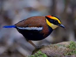 Pin On An Animals Birds