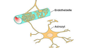 Gliazellen a faserastrozyt b protoplasmatischer astrozyt c oligodendrozyten d mikroglia mikroglia: Risiken Und Nebenwirkungen In Der Behandlung Fruhgeborener