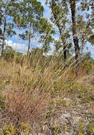 Image result for Schizachyrium sanguineum