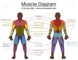Below are two human body muscle diagrams, showing the front and the most powerful muscles in the body and those that run along the spine. Muscle Diagram Most Important Muscles Of An Athletic Black Man Royalty Free Cliparts Vectors And Stock Illustration Image 149677374